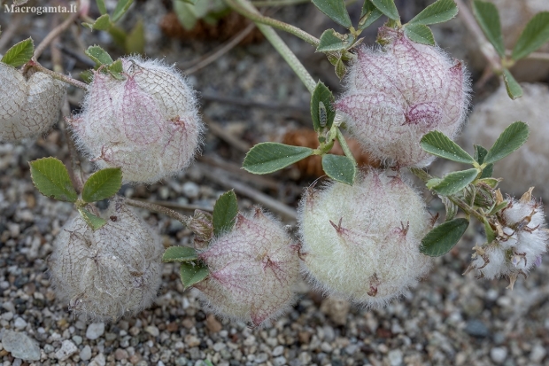 Woolly clover - Trifolium tomentosum | Fotografijos autorius : Žilvinas Pūtys | © Macronature.eu | Macro photography web site