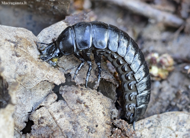 Worm and Slug Hunter - Carabus sp., larva | Fotografijos autorius : Kazimieras Martinaitis | © Macronature.eu | Macro photography web site