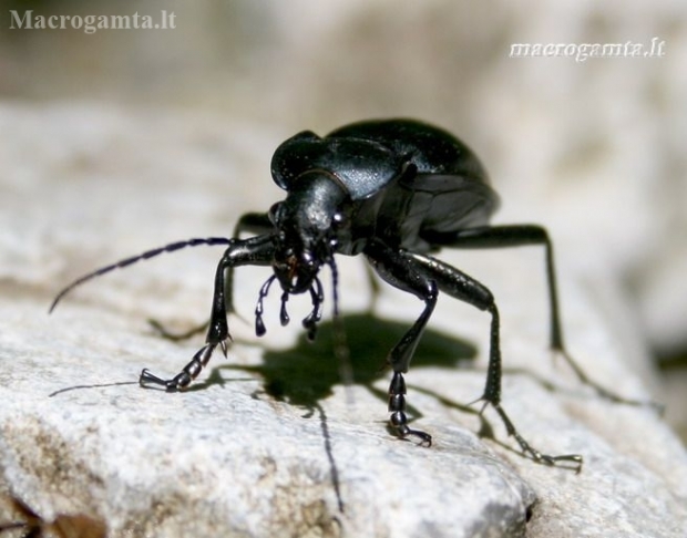 Worm and Slug Hunter - Carabus sp. | Fotografijos autorius : Rasa Gražulevičiūtė | © Macronature.eu | Macro photography web site