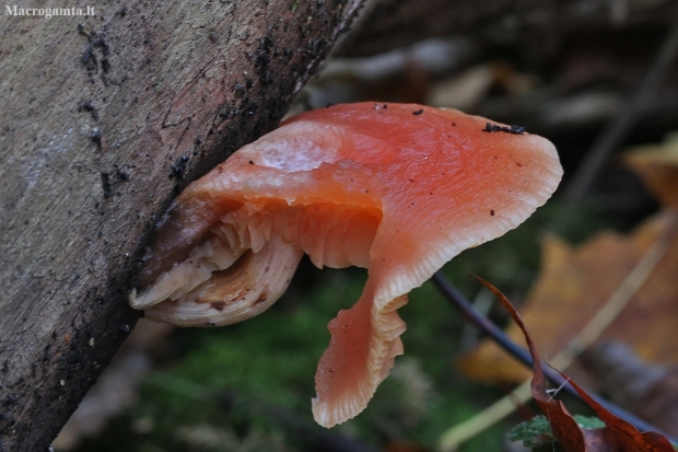 Wrinkled peach - Rhodotus palmatus | Fotografijos autorius : Vytautas Gluoksnis | © Macronature.eu | Macro photography web site