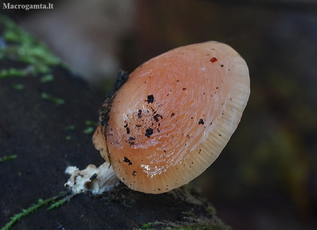 Wrinkled peach - Rhodotus palmatus | Fotografijos autorius : Vytautas Gluoksnis | © Macronature.eu | Macro photography web site