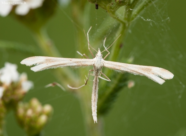 Yarrow plume moth - Gillmeria pallidactyla | Fotografijos autorius : Žilvinas Pūtys | © Macronature.eu | Macro photography web site