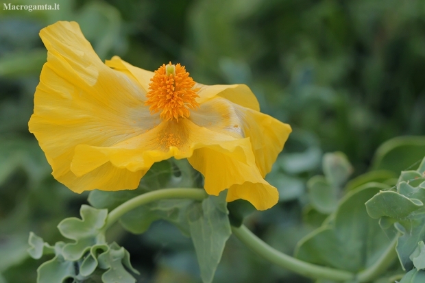 Yellow Horned-poppy - Glaucium flavum | Fotografijos autorius : Gintautas Steiblys | © Macronature.eu | Macro photography web site