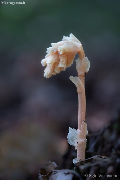 Yellow Bird's-nest - Monotropa hypopitys  | Fotografijos autorius : Eglė Vičiuvienė | © Macronature.eu | Macro photography web site