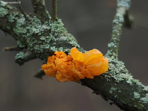 Yellow brain - Tremella mesenterica | Fotografijos autorius : Vidas Brazauskas | © Macronature.eu | Macro photography web site