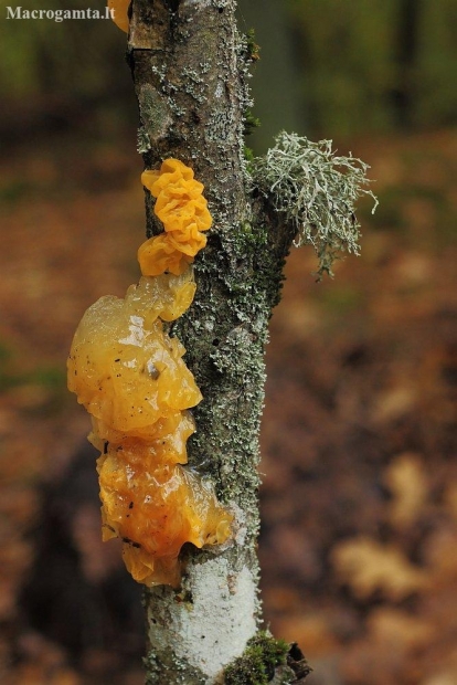 Yellow brain - Tremella mesenterica | Fotografijos autorius : Vidas Brazauskas | © Macronature.eu | Macro photography web site