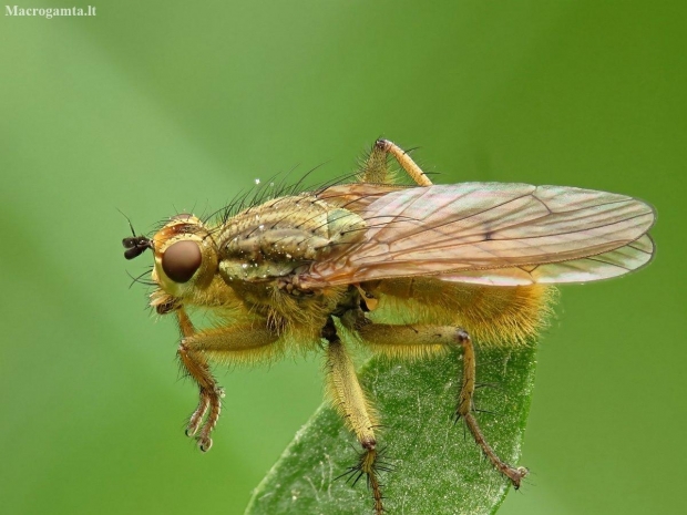 Yellow dung fly - Scathophaga stercoraria | Fotografijos autorius : Vidas Brazauskas | © Macronature.eu | Macro photography web site