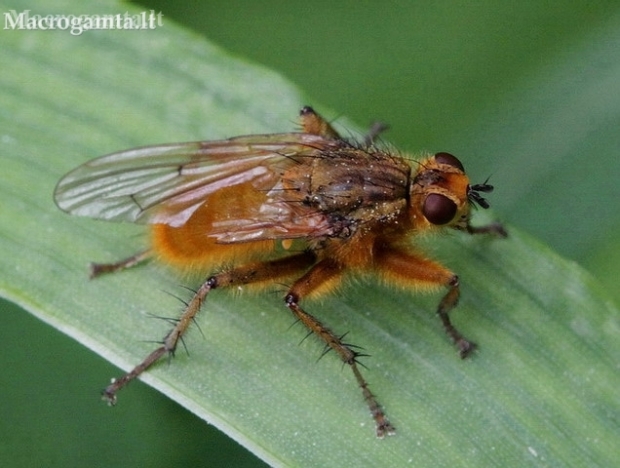 Yellow dung fly - Scathophaga stercoraria | Fotografijos autorius : Algirdas Vilkas | © Macronature.eu | Macro photography web site