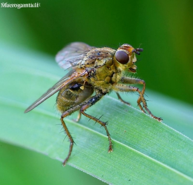 Yellow dung fly - Scathophaga stercoraria | Fotografijos autorius : Romas Ferenca | © Macronature.eu | Macro photography web site