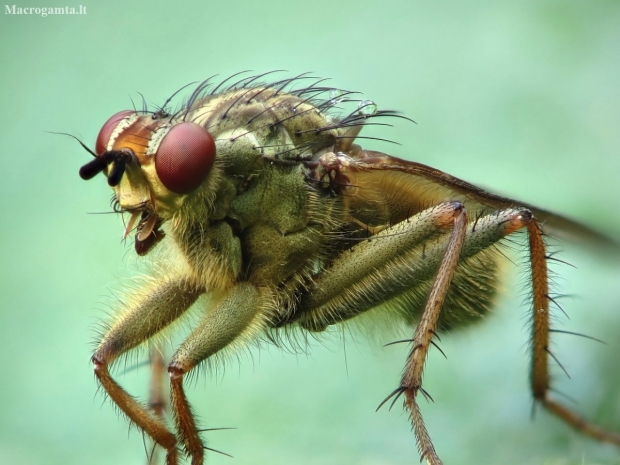 Yellow dung fly - Scathophaga stercoraria | Fotografijos autorius : Vidas Brazauskas | © Macronature.eu | Macro photography web site