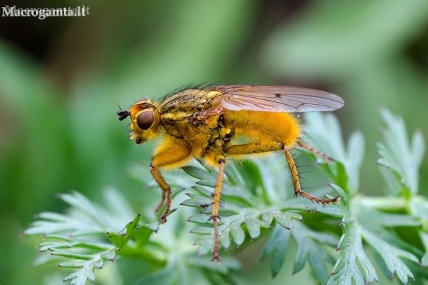 Geltonoji mėšlamusė - Scathophaga stercoraria | Fotografijos autorius : Darius Baužys | © Macronature.eu | Macro photography web site
