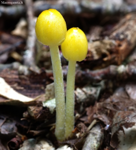 Yellow fieldcap - Bolbitius titubans | Fotografijos autorius : Romas Ferenca | © Macronature.eu | Macro photography web site