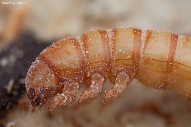 Yellow mealworm beetle - Tenebrio molitor, larva | Fotografijos autorius : Žilvinas Pūtys | © Macronature.eu | Macro photography web site