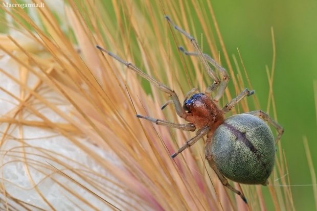Yellow sac spider - Cheiracanthium punctorium  | Fotografijos autorius : Gintautas Steiblys | © Macronature.eu | Macro photography web site