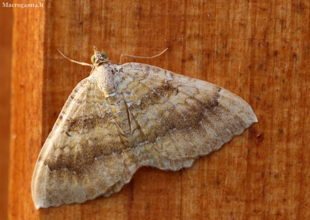 Yellow shell moth - Camptogramma bilineata | Fotografijos autorius : Ramunė Vakarė | © Macronature.eu | Macro photography web site