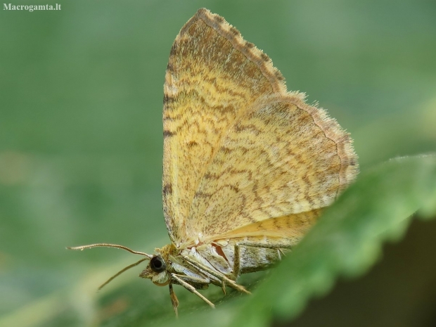 Yellow shell moth - Camptogramma bilineata | Fotografijos autorius : Vidas Brazauskas | © Macronature.eu | Macro photography web site