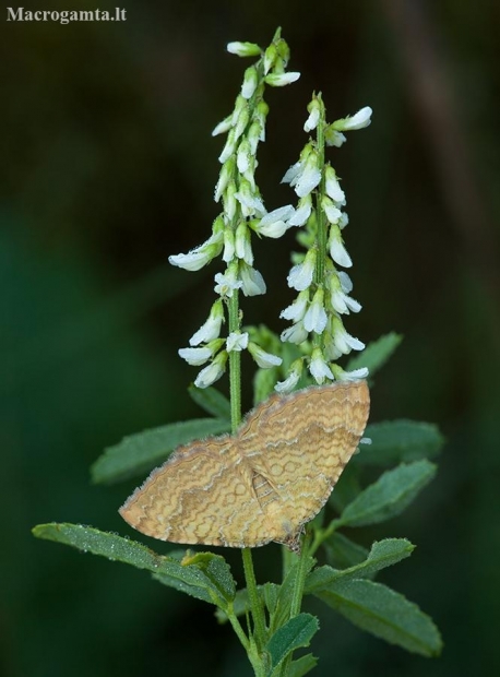 Yellow shell moth - Camptogramma bilineata | Fotografijos autorius : Žilvinas Pūtys | © Macronature.eu | Macro photography web site