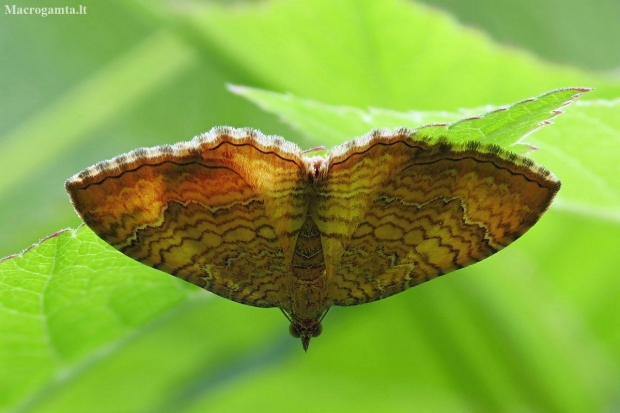 Yellow shell moth - Camptogramma bilineata | Fotografijos autorius : Vidas Brazauskas | © Macronature.eu | Macro photography web site