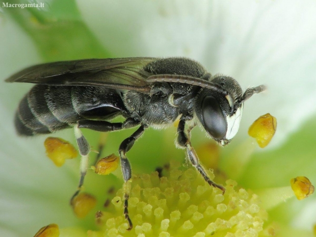 Yellow-faced Bee - Hylaeus sp. | Fotografijos autorius : Vidas Brazauskas | © Macronature.eu | Macro photography web site