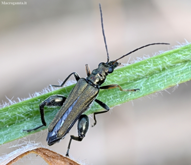 Yellow-legged Thick-legged flower beetle - Oedemera flavipes | Fotografijos autorius : Kazimieras Martinaitis | © Macronature.eu | Macro photography web site