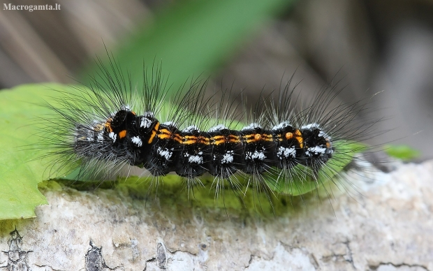 Yellow-tail - Sphrageidus similis, caterpillar | Fotografijos autorius : Vytautas Gluoksnis | © Macronature.eu | Macro photography web site