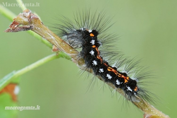Yellow-tail - Sphrageidus similis, caterpillar | Fotografijos autorius : Arūnas Eismantas | © Macronature.eu | Macro photography web site
