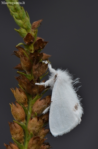Geltonuodegis verpikas - Sphrageidus similis | Fotografijos autorius : Arūnas Eismantas | © Macronature.eu | Macro photography web site