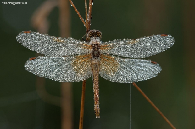 Yellow-winged Darter - Sympetrum flaveolum ♀ | Fotografijos autorius : Žilvinas Pūtys | © Macronature.eu | Macro photography web site