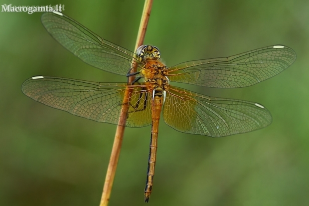 Yellow-winged Darter - Sympetrum flaveolum  | Fotografijos autorius : Gintautas Steiblys | © Macronature.eu | Macro photography web site