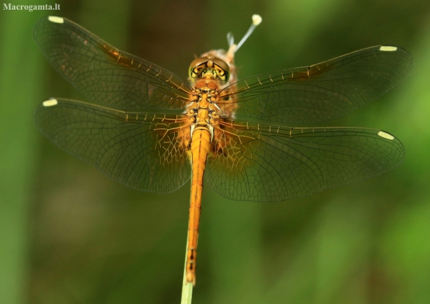 Yellow-winged Darter - Sympetrum flaveolum | Fotografijos autorius : Ramunė Vakarė | © Macronature.eu | Macro photography web site