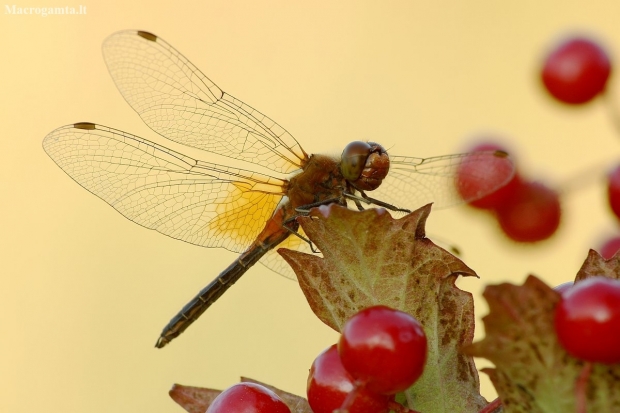 Geltonsparnė skėtė - Sympetrum flaveolum | Fotografijos autorius : Vidas Brazauskas | © Macronature.eu | Macro photography web site