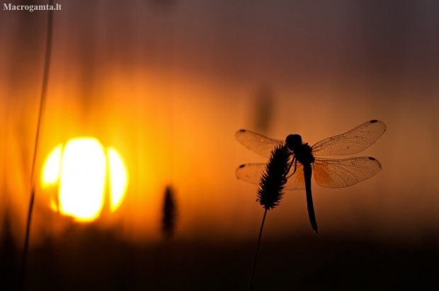 Yellow-winged Darter - Sympetrum flaveolum | Fotografijos autorius : Zita Gasiūnaitė | © Macronature.eu | Macro photography web site