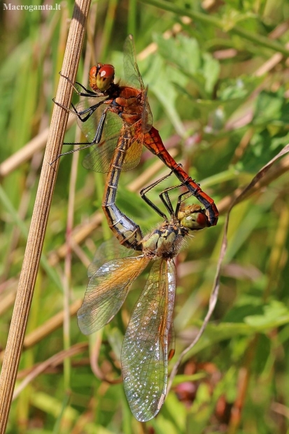 Yellow-winged Darter - Sympetrum flaveolum | Fotografijos autorius : Ramunė Činčikienė | © Macronature.eu | Macro photography web site