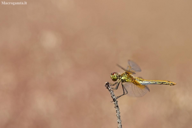 Yellow-winged Darter - Sympetrum flaveolum | Fotografijos autorius : Zita Gasiūnaitė | © Macronature.eu | Macro photography web site