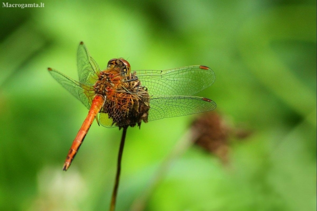 Yellow-winged Darter - Sympetrum flaveolum | Fotografijos autorius : Vidas Brazauskas | © Macronature.eu | Macro photography web site