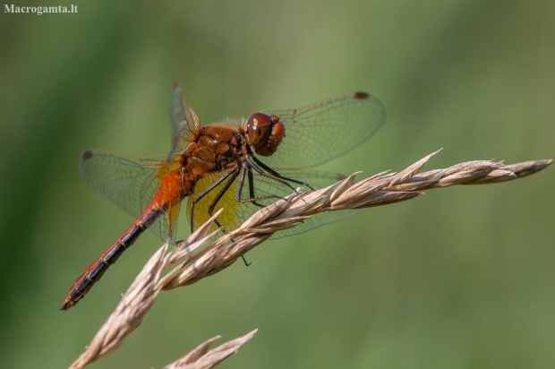 Yellow-winged Darter - Sympetrum flaveolum | Fotografijos autorius : Dalia Račkauskaitė | © Macronature.eu | Macro photography web site