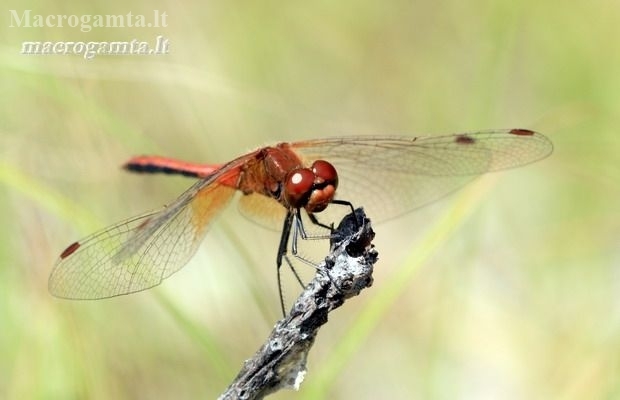 Yellow-winged Darter - Sympetrum flaveolum | Fotografijos autorius : Gediminas Gražulevičius | © Macronature.eu | Macro photography web site