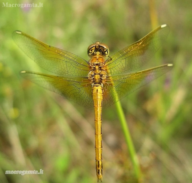 Yellow-winged Darter - Sympetrum flaveolum | Fotografijos autorius : Nomeda Vėlavičienė | © Macronature.eu | Macro photography web site