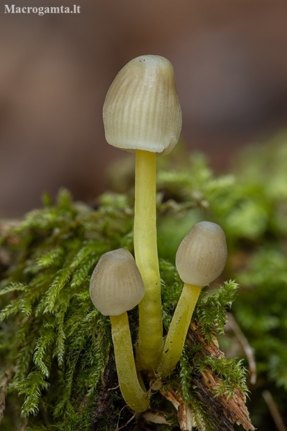 Yellowleg Bonnet - Mycena epipterygia | Fotografijos autorius : Žilvinas Pūtys | © Macronature.eu | Macro photography web site