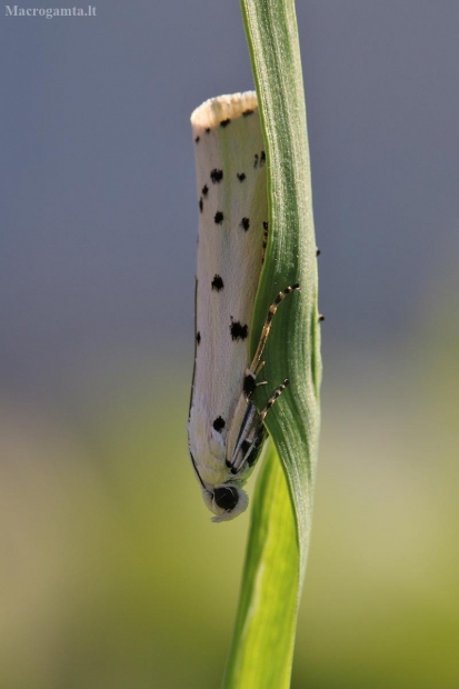 Juodadėmis siaurasparnis ugniukas - Myelois circumvoluta | Fotografijos autorius : Agnė Našlėnienė | © Macrogamta.lt | Šis tinklapis priklauso bendruomenei kuri domisi makro fotografija ir fotografuoja gyvąjį makro pasaulį.