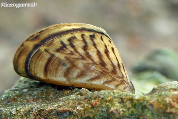 Zebra Mussel - Dreissena polymorpha | Fotografijos autorius : Gintautas Steiblys | © Macronature.eu | Macro photography web site