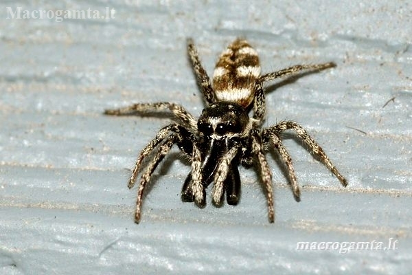 Zebra jumping spider - Salticus scenicus | Fotografijos autorius : Alma Totorytė | © Macrogamta.lt | Šis tinklapis priklauso bendruomenei kuri domisi makro fotografija ir fotografuoja gyvąjį makro pasaulį.