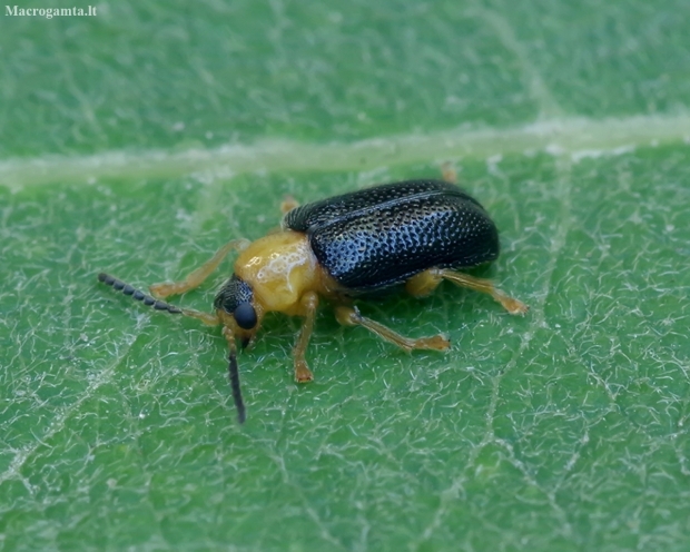 Large-Footed Leaf Beetle - Zeugophora flavicollis | Fotografijos autorius : Romas Ferenca | © Macronature.eu | Macro photography web site