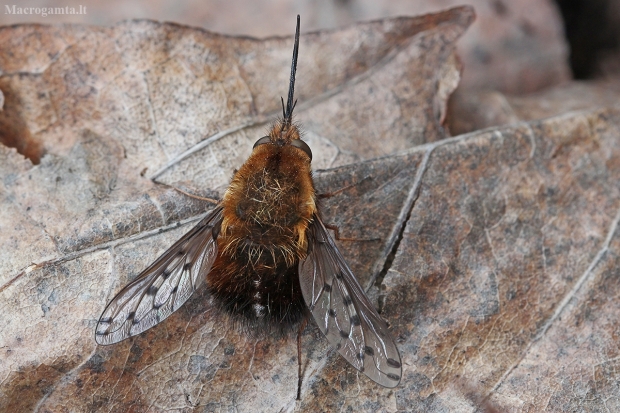 Zvimbeklė - Bombylius discolor | Fotografijos autorius : Gintautas Steiblys | © Macrogamta.lt | Šis tinklapis priklauso bendruomenei kuri domisi makro fotografija ir fotografuoja gyvąjį makro pasaulį.