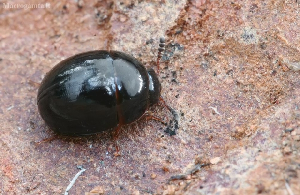 Kerpvabalis - Anisotoma glabra | Fotografijos autorius : Gintautas Steiblys | © Macrogamta.lt | Šis tinklapis priklauso bendruomenei kuri domisi makro fotografija ir fotografuoja gyvąjį makro pasaulį.