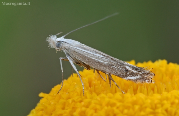 Bitkrėslinis izofriktis - Isophrictis striatella | Fotografijos autorius : Gintautas Steiblys | © Macrogamta.lt | Šis tinklapis priklauso bendruomenei kuri domisi makro fotografija ir fotografuoja gyvąjį makro pasaulį.