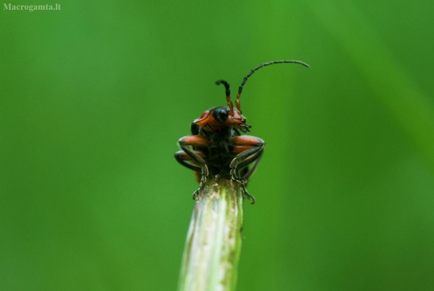 Raudonkojis  minkštavabalis  | Fotografijos autorius : Irenėjas Urbonavičius | © Macrogamta.lt | Šis tinklapis priklauso bendruomenei kuri domisi makro fotografija ir fotografuoja gyvąjį makro pasaulį.