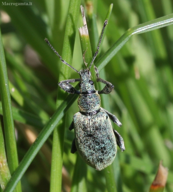 Dilgėlinis lapinukas - Phyllobius pomaceus | Fotografijos autorius : Vytautas Gluoksnis | © Macrogamta.lt | Šis tinklapis priklauso bendruomenei kuri domisi makro fotografija ir fotografuoja gyvąjį makro pasaulį.