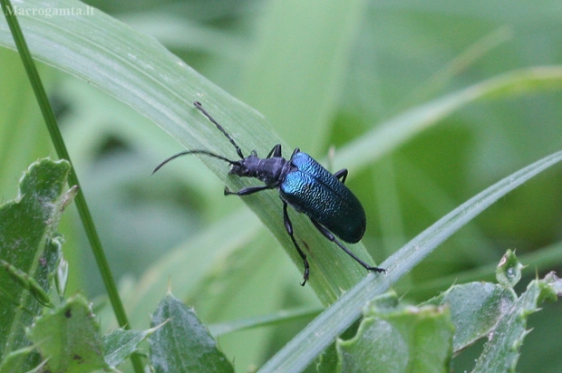 Raudonpilvis eglėlindis - Gaurotes virginea | Fotografijos autorius : Vytautas Gluoksnis | © Macrogamta.lt | Šis tinklapis priklauso bendruomenei kuri domisi makro fotografija ir fotografuoja gyvąjį makro pasaulį.