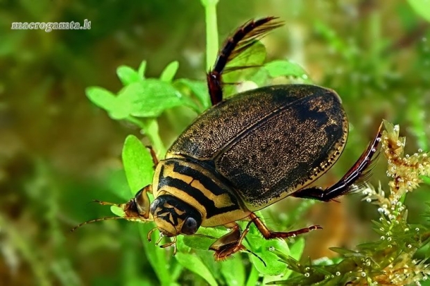 Raiboji vėžiadusė - Acilius sulcatus ♂  | Fotografijos autorius : Gintautas Steiblys | © Macrogamta.lt | Šis tinklapis priklauso bendruomenei kuri domisi makro fotografija ir fotografuoja gyvąjį makro pasaulį.